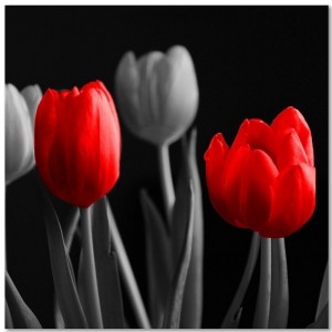 Deco Panel, Czerwone tulipany 60x60