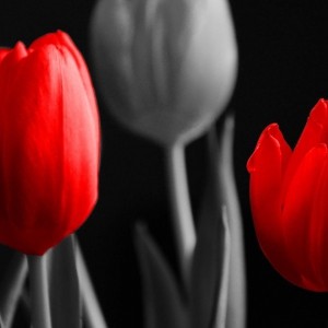 Deco Panel, Czerwone tulipany 60x60