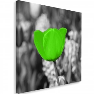 Obraz na płótnie - Canvas, Zielony tulipan na łące 50x50