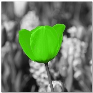 Obraz na płótnie - Canvas, Zielony tulipan na łące 40x40