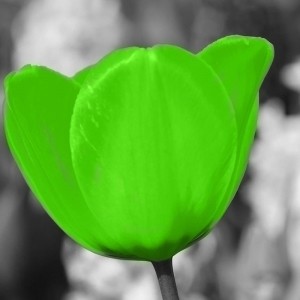 Obraz na płótnie - Canvas, Zielony tulipan na łące 90x90