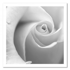 Deco Panel, Biała róża 3 40x40